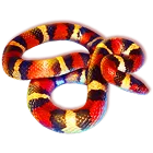 Symbol
